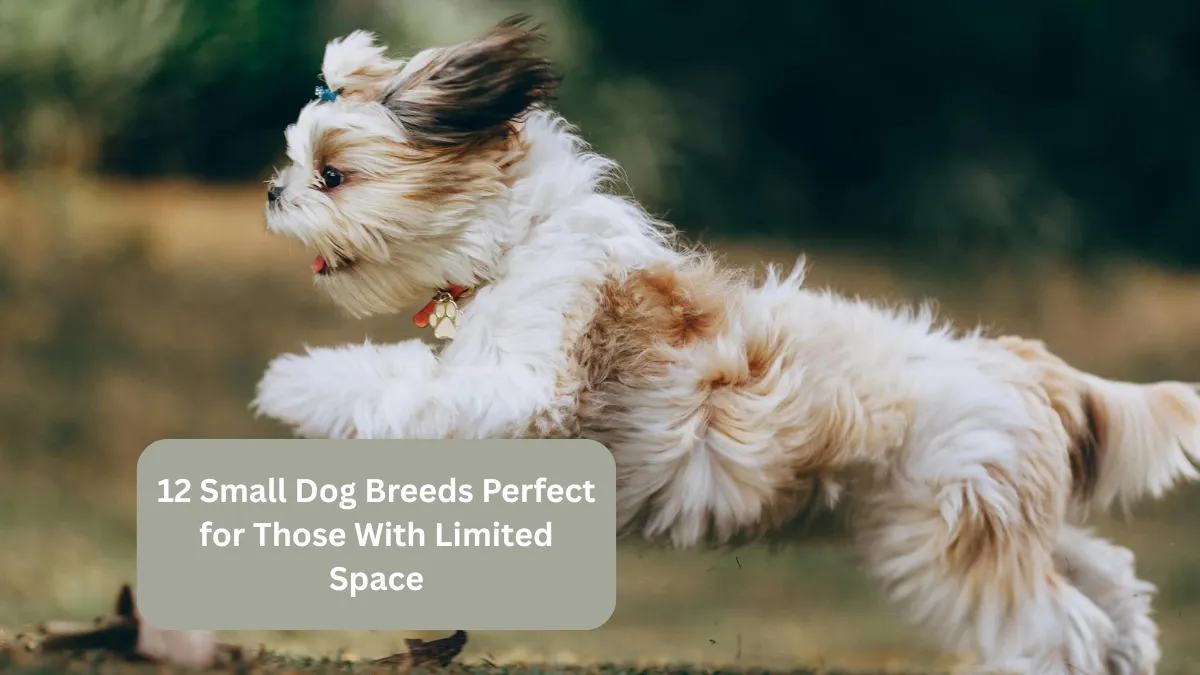 12 Small Dog Breeds Perfect for Those With Limited Space