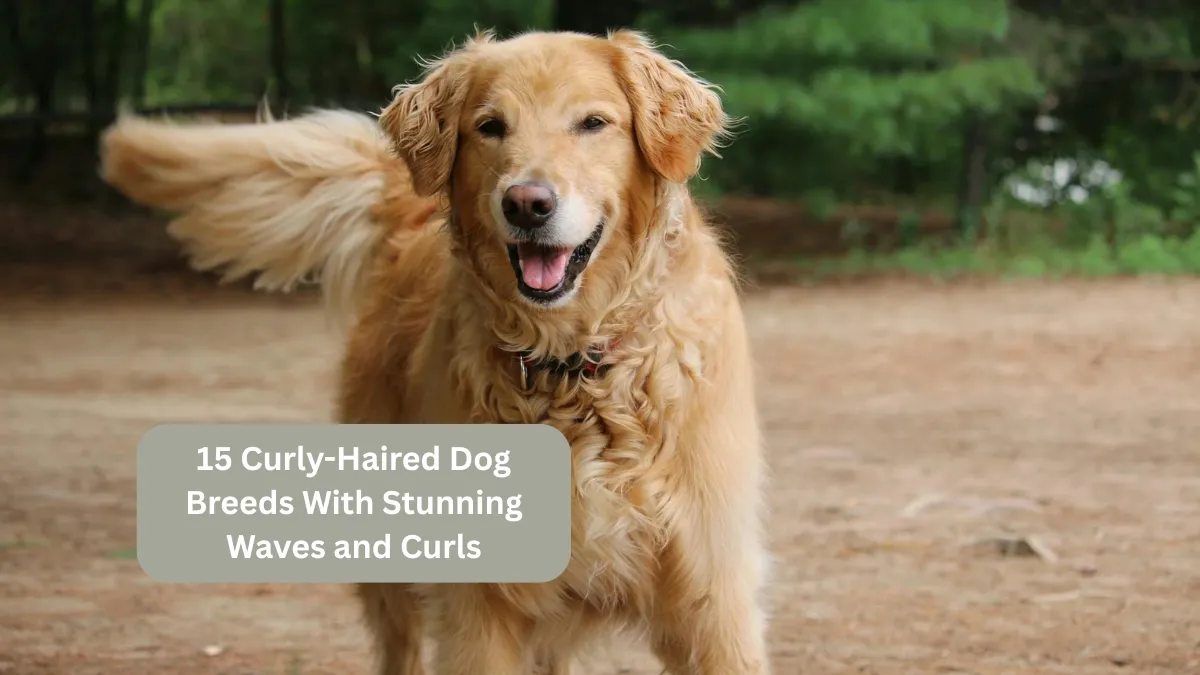 15 Curly-Haired Dog Breeds With Stunning Waves and Curls