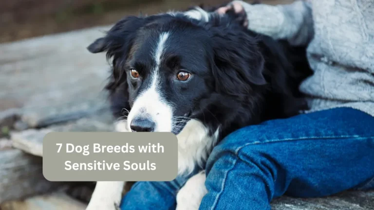 7 Dog Breeds with Sensitive Souls