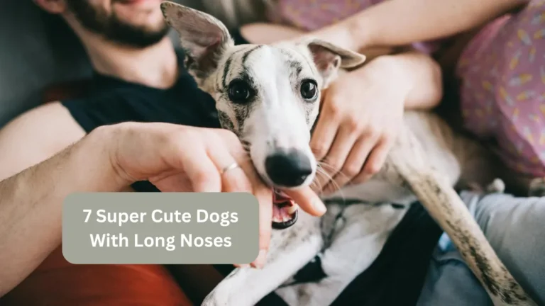 7 Super Cute Dogs With Long Noses