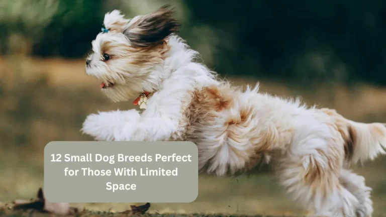 12 Small Dog Breeds Perfect for Those With Limited Space