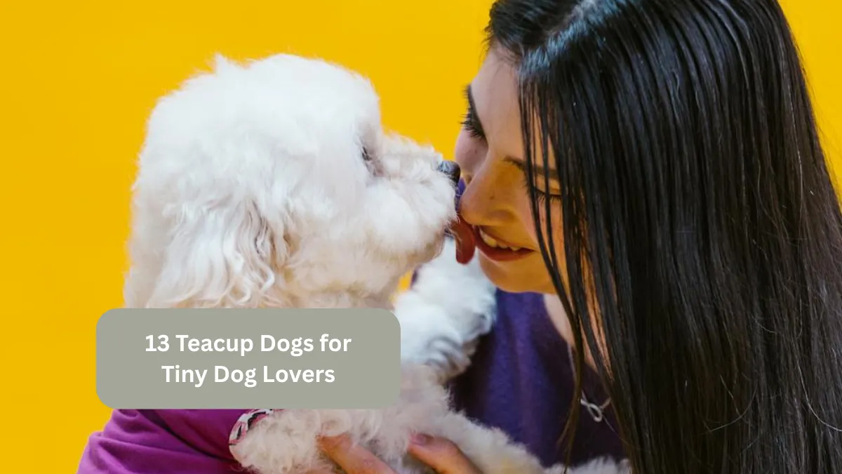 13 Teacup Dogs for Tiny Dog Lovers
