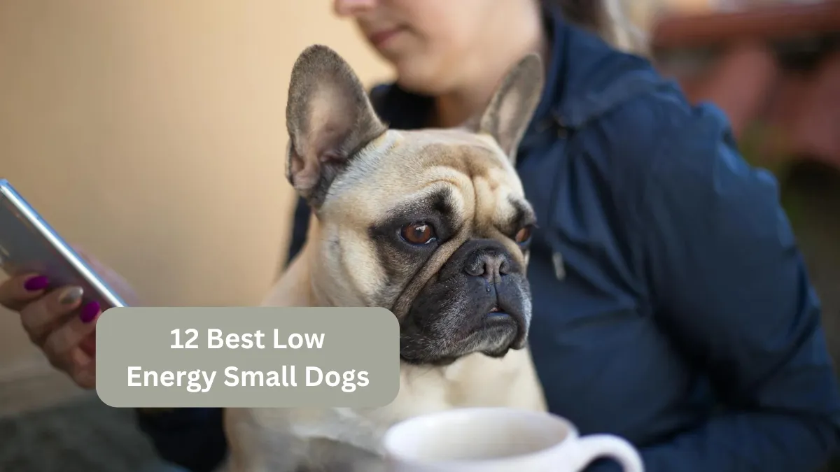 12 Best Low Energy Small Dogs