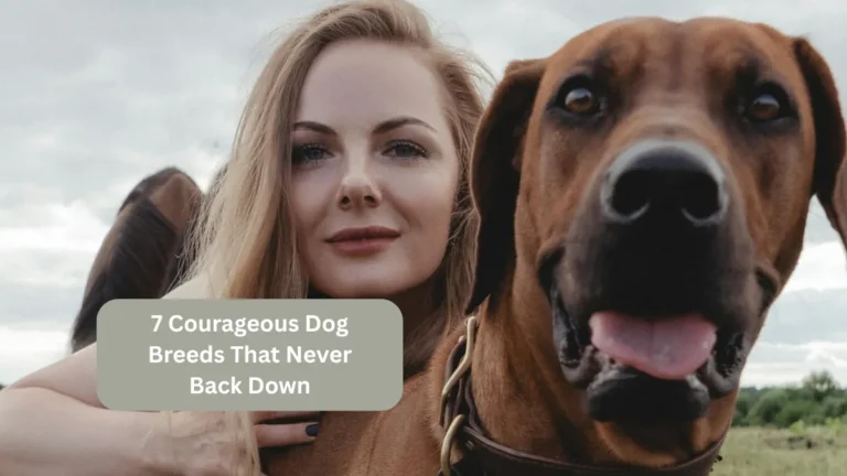 7 Courageous Dog Breeds That Never Back Down